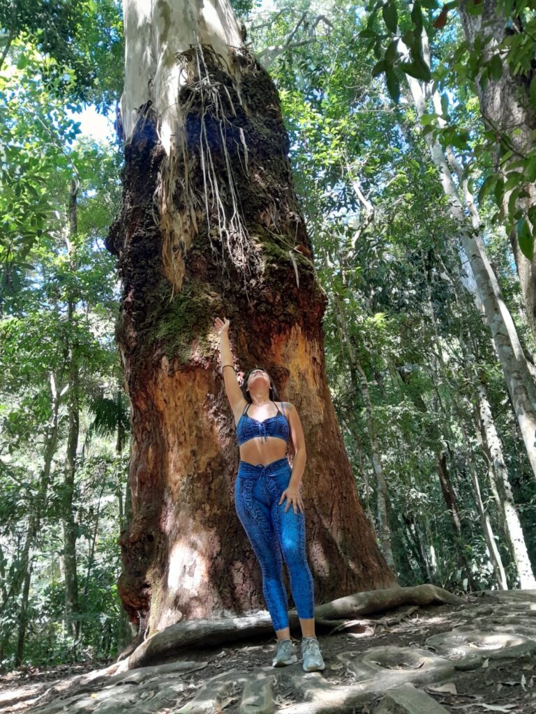 Pessoa ao lado de uma árvore histórica e gigante na Floresta da Tijuca durante passeio com guia de turismo no Rio de Janeiro.